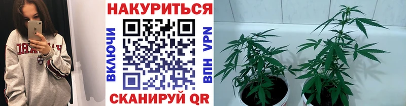 Шишки марихуана сатива Чегем